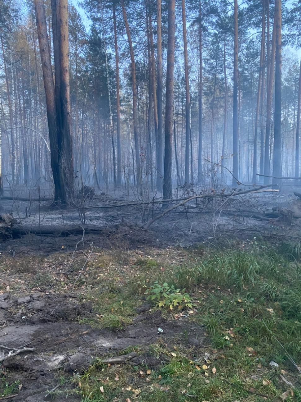 На территории Пензенской области ликвидирован лесной пожар На территории Пензенской области ликвидирован лесной пожар