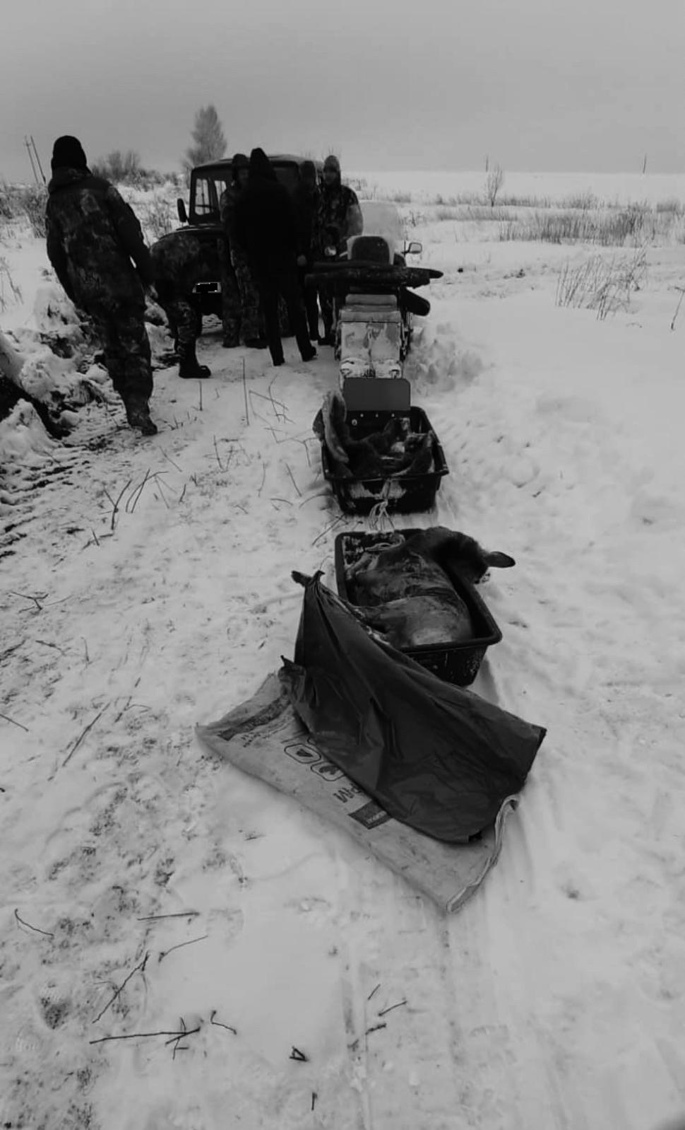 На территории Лунинского района выявлен факт незаконной добычи косули