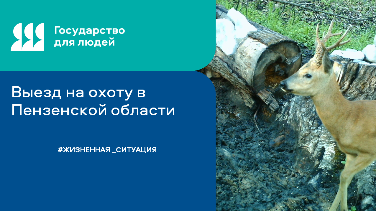 Охота в Пензенской области: необходимые документы и правила Охота в Пензенской области: необходимые документы и правила