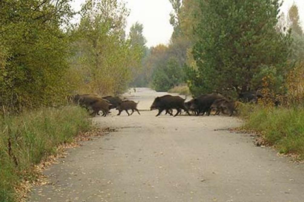 В Пензенском районе сбили пять кабанов