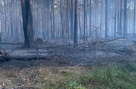 На территории Пензенской области ликвидирован лесной пожар