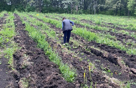 Продолжаются работы по агротехническому и лесоводственному уходам за лесными культурами Продолжаются работы по агротехническому и лесоводственному уходам за лесными культурами