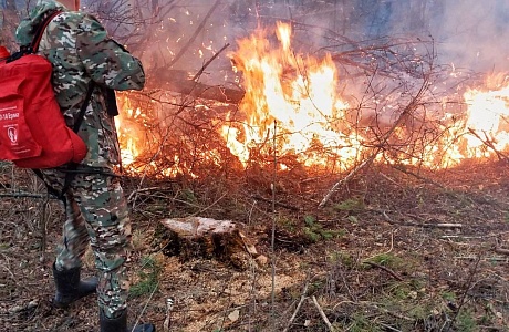 На территории Пензенской области ликвидированы лесные пожары