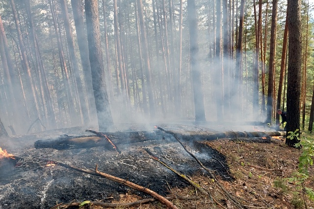 На территории Пензенской области ликвидированы лесные пожары